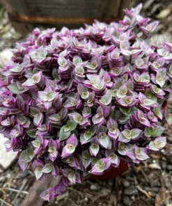 Callisia Repens, Pink Lady Plant, Pink Panther, Creeping Inch Plant, Turtle Vine, Pink Tradescantia, Cute Plant in 2