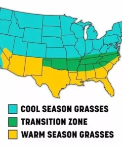 Centipede Grass Seeds Starter Pack 6000-8000K Seeds - Grass Seeds For Lawn