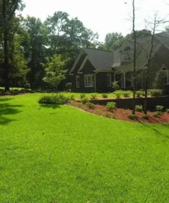 Centipede Grass Seeds Starter Pack 6000 Seeds - Grass Seeds For Lawn