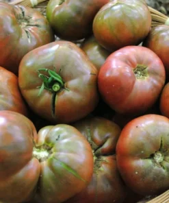 Cherokee Purple Tomato Seeds - Heirloom, NON-GMO, Variety