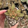 Chocolate Soldier Kalanchoe Tomentosa 2 inch Succulent Plant