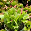 Christmas Cactus Houseplant Pink Red White 2in 4in 6in Pot