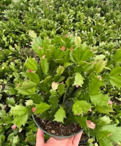 Christmas Cactus Houseplant Pink Red White 2in 4in 6in Pot