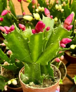 Christmas Cactus Houseplant Pink Red White 2in 4in 6in Pot