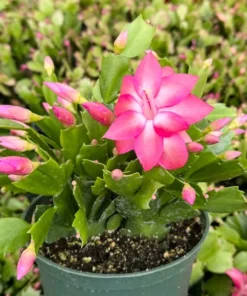 Christmas Cactus Houseplant Pink Red White 2in 4in 6in Pot
