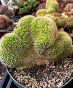 Cleistocactus Winteri Cristata Golden Rat Tail Cactus 6'' Pot Rare Cactus