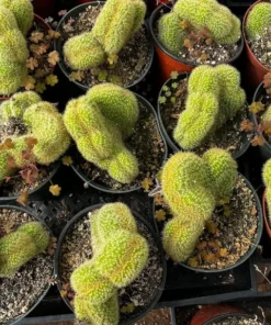Cleistocactus Winteri Cristata Golden Rat Tail Cactus 6'' Pot Rare Cactus