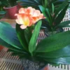 Clivia Miniata Live Plant, Live Evergreen, Orange Flowers, Flowering Plant, Ready to Plant, Rare Bush Lily 4" Pot, 6" Pot, 8" Pot - YOU PICK