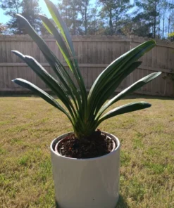 Clivia Miniata Live Plant, Live Evergreen, Orange Flowers, Flowering Plant, Ready to Plant, Rare Bush Lily 4" Pot, 6" Pot, 8" Pot - YOU PICK