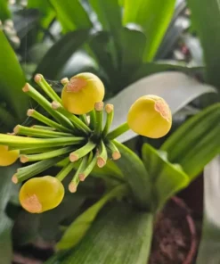 Clivia Miniata Live Plant, Live Evergreen, Orange Flowers, Flowering Plant, Ready to Plant, Rare Bush Lily 4