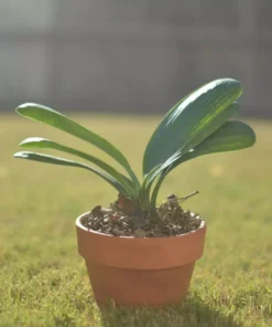 Clivia Miniata Live Plant, Live Evergreen, Orange Flowers, Flowering Plant, Ready to Plant, Rare Bush Lily 4