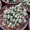 Corpuscularia Lehmannii Ice Plant Succulent 2" & 4" Pots Rare