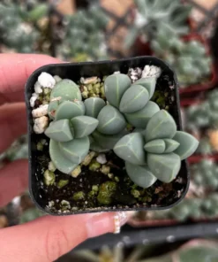 Corpuscularia Lehmannii Ice Plant Succulent 2" & 4" Pots Rare