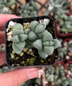 Corpuscularia Lehmannii Ice Plant Succulent 2