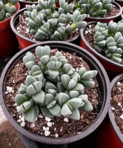 Corpuscularia Lehmannii Ice Plant Succulent 2