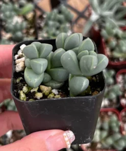Corpuscularia Lehmannii Ice Plant Succulent 2