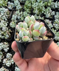 Cotyledon Pendens Trailing Succulent Live Plant 2