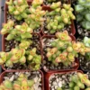 Crassula Brevifolia Succulent Mini Plant 2 & 4 Inch Pots Green