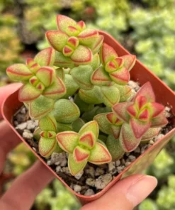 Crassula Brevifolia Succulent Mini Plant 2 & 4 Inch Pots Green