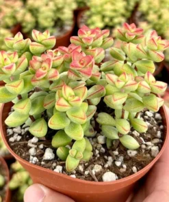 Crassula Brevifolia Succulent Mini Plant 2 & 4 Inch Pots Green
