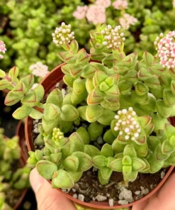 Crassula Brevifolia Succulent Mini Plant 2 & 4 Inch Pots Green
