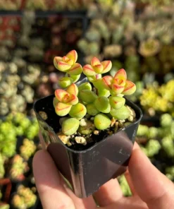Crassula Brevifolia Succulent Mini Plant 2 & 4 Inch Pots Green