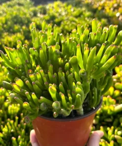 Crassula Gollum/Ovata, Shrek ear, Live succulent, Jade plant in 2", 4", 6" pot