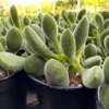 Crassula Rogersii, Rare Succulent, Live Plant in 2” pot