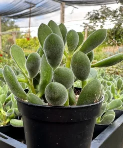 Crassula Rogersii, Rare Succulent, Live Plant in 2” pot