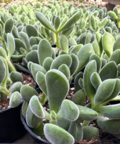 Crassula Rogersii, Rare Succulent, Live Plant in 2” pot