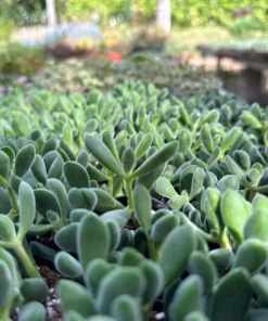 Crassula Rogersii, Rare Succulent, Live Plant in 2” pot