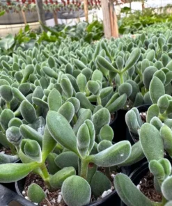 Crassula Rogersii, Rare Succulent, Live Plant in 2” pot