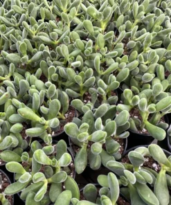 Crassula Rogersii, Rare Succulent, Live Plant in 2” pot