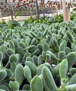 Crassula Rogersii, Rare Succulent, Live Plant in 2” pot