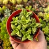 Crassula Rupestris Springtime Succulent 4 inch Pot Gray Green Pink Flowers