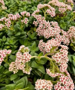 Crassula Rupestris Springtime Succulent 4 inch Pot Gray Green Pink Flowers