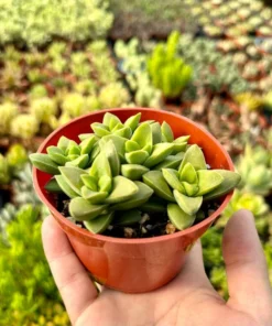Crassula Rupestris Springtime Succulent 4 inch Pot Gray Green Pink Flowers