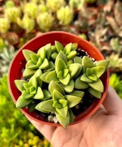 Crassula Rupestris Springtime Succulent 4 inch Pot Gray Green Pink Flowers