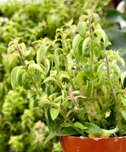 Curly Lipstick Plant – Rare Hanging Succulent in 3