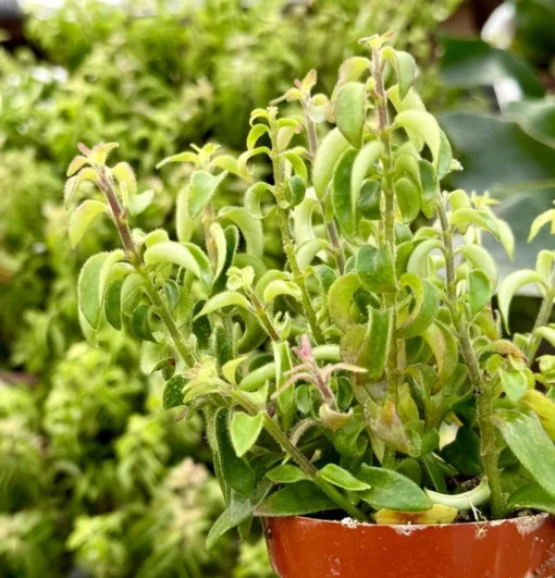 Curly Lipstick Plant – Rare Hanging Succulent in 3" Pot | Aeschynanthus radicans