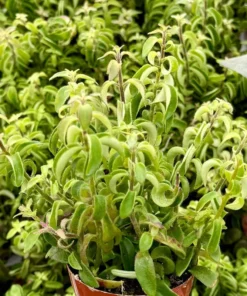 Curly Lipstick Plant – Rare Hanging Succulent in 3" Pot | Aeschynanthus radicans