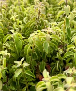 Curly Lipstick Plant – Rare Hanging Succulent in 3
