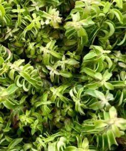 Curly Lipstick Plant – Rare Hanging Succulent in 3