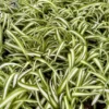 Curly Spider Plant Bonnie 4" Pot Live Indoor Plant Chlorophytum Comosum