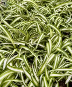 Curly Spider Plant Bonnie 4" Pot Live Indoor Plant Chlorophytum Comosum