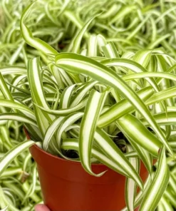 Curly Spider Plant Bonnie 4