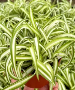 Curly Spider Plant Bonnie 4