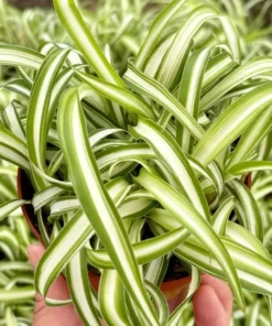 Curly Spider Plant Bonnie 4