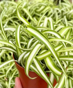 Curly Spider Plant Bonnie 4