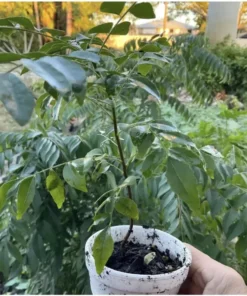 Curry Leaf Plant (Murraya koenigii) 5”- 10 Inches plant